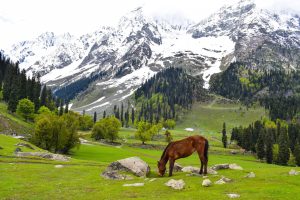 Kashmir tour pacages from nagpur